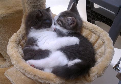 Kittens cuddling, that is all. : r/aww