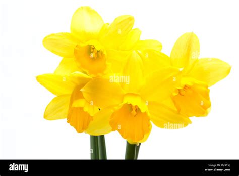 Pretty Yellow Daffodils Stock Photo Alamy