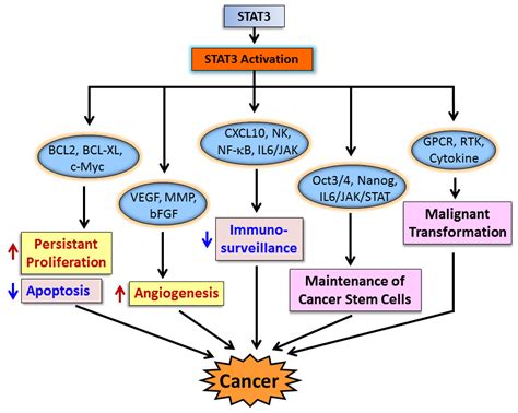 Cancers Free Full Text Transcription Factor Stat3 As A Novel Molecular Target For Cancer