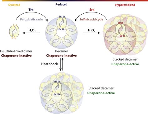 Thiol Dependent And Independent Activation Of 2 Cys Prx Chaperone Download Scientific Diagram