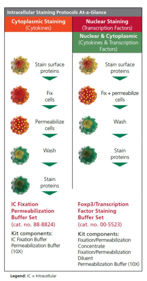 Flow Cytometry Fixation Buffer Recipe Dandk Organizer