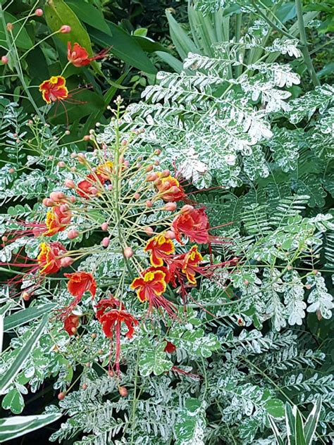 Variegated Dwarf Poinciana Tree Caesalpinia Pulcherrima Kens Nursery