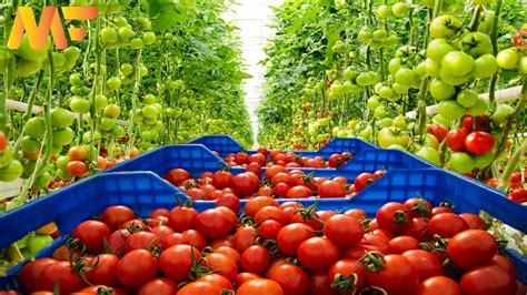 Amazing Greenhouse Tomato Farming Tomato Harvesting And Tomato