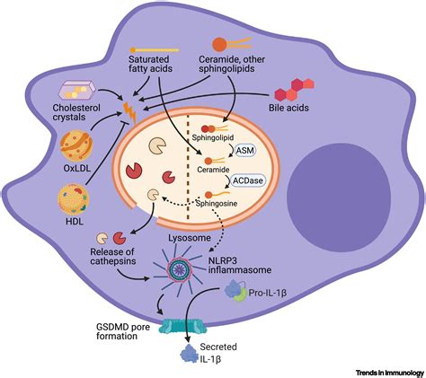 Lipid Regulation Of NLRP3 Inflammasome Activity Through Organelle