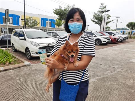 Cegah Rabies Tim Kesehatan Hewan Lakukan Vaksinasi Rabies Dinas