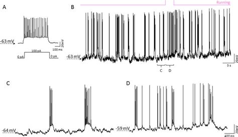 Example Of Whole Cell Patch Clamp Recording In The Cortex Of An Awake