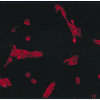 Cytotoxic Effect MTT Assay Of Spermine NONOate On C 26 Cells That