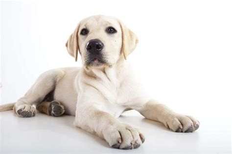 Labrador Retriever - The Perfect Family Dog | DOGSACTUALLY