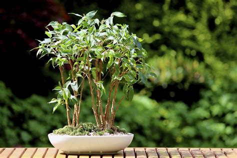 Ficus Benjamina Bonsai: How to Grow and Care