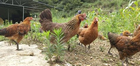 農村養雞，農民放在大山裡的土雞，一年能賣多少錢？ 每日頭條