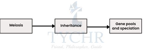 IBDP Sciences Biology Chapter 10 Notes | Tychr