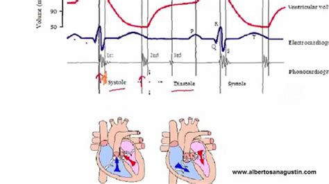 Auscultación Cardíaca 3 Ecg Y Ciclo Cardíaco Youtube