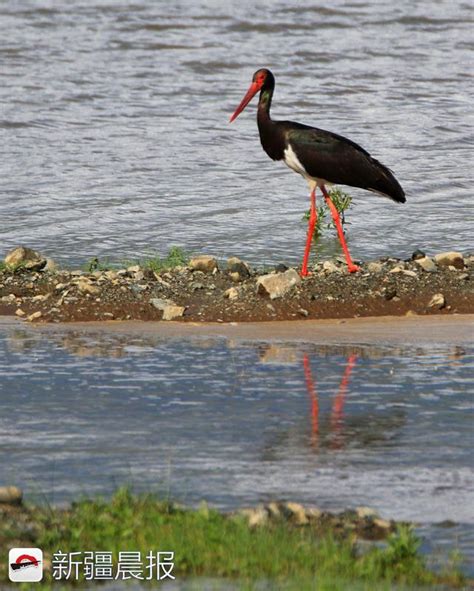 鳥中「熊貓」黑鸛頻繁現身富蘊縣 每日頭條