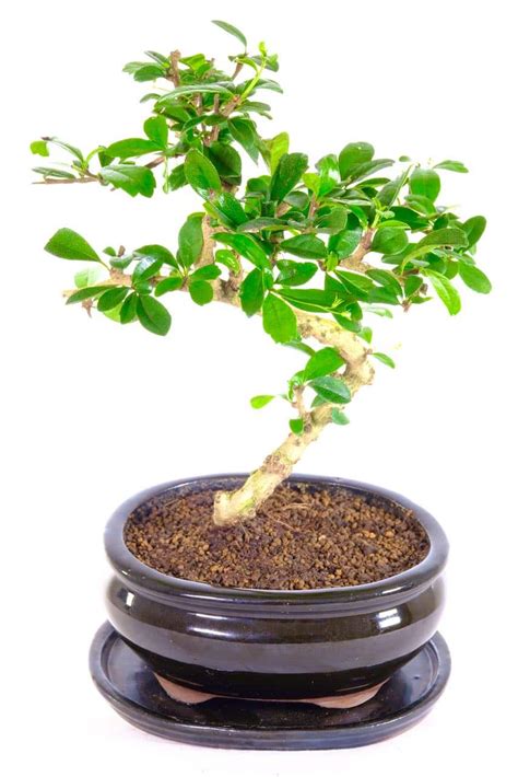 Flowering Oriental Fukien Tea Tree Bonsai Special Offer Uk