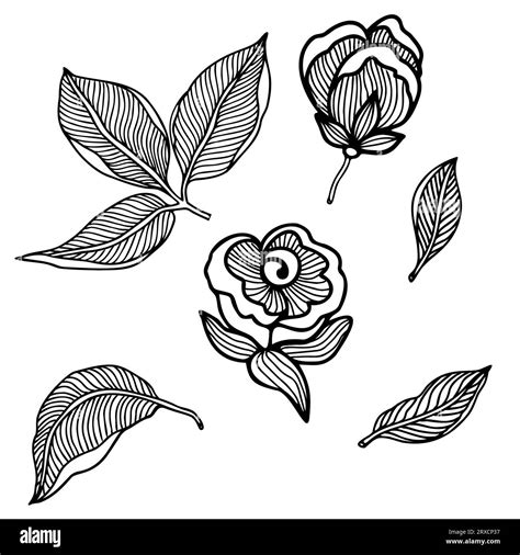 Rose flower set, doodle hand drawn elements for design. Vector black ...