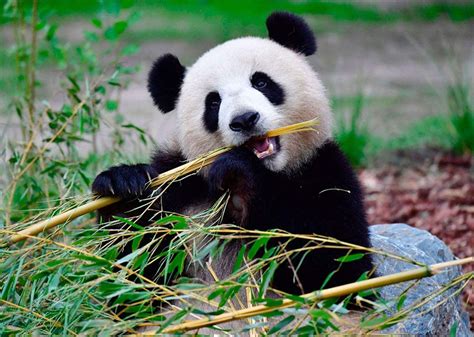 熊猫吃竹子的屏保图 熊猫吃竹子图片 熊猫吃竹子的卡通图片 大山谷图库