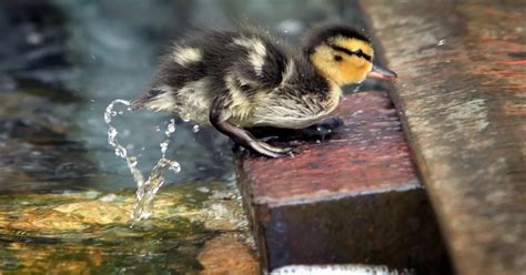 Pictures: Cute ducklings swimming in the grounds at Newcastle Civic ...