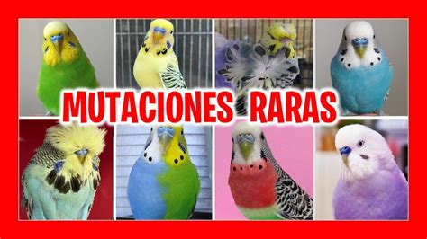 Mutaciones Raras De Periquitos Que No Conoc As Youtube