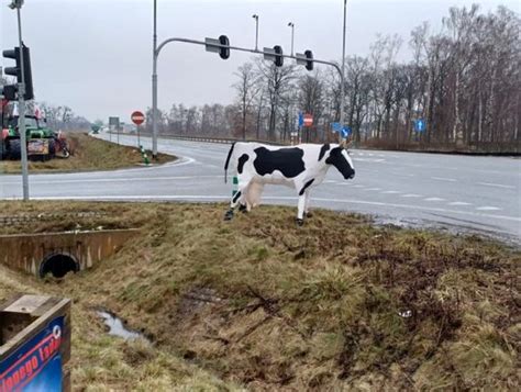 Rolnicy Z Ole Nicy I Powiatu Ole Nickiego Blokuj Wjazd Do Wroc Awia