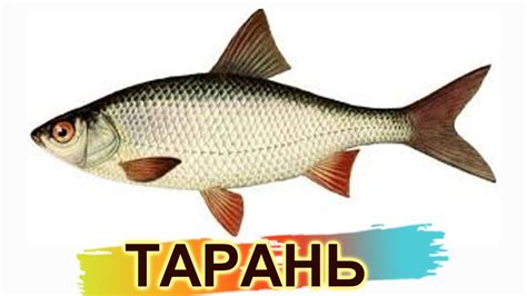 какого размера тарань можно брать ? можно ли ловить в канале ? нормы ...
