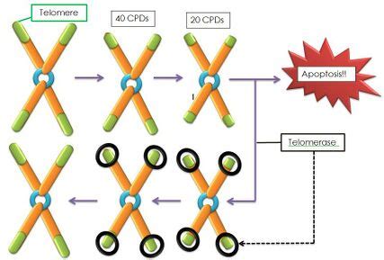 Telomere - Physiopedia