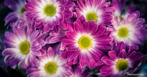 Growing Aster Flowers: How To Care For Blooming Aster Plants