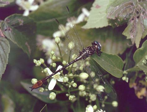 Russet Tipped Clubtail Stylurus Plagiatus Bugguide Net