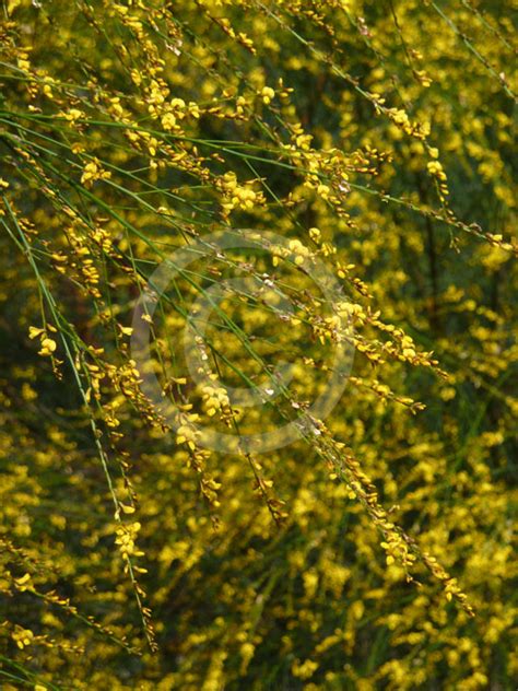 Viminaria Juncea Australian Broom Golden Spray Information And Photos