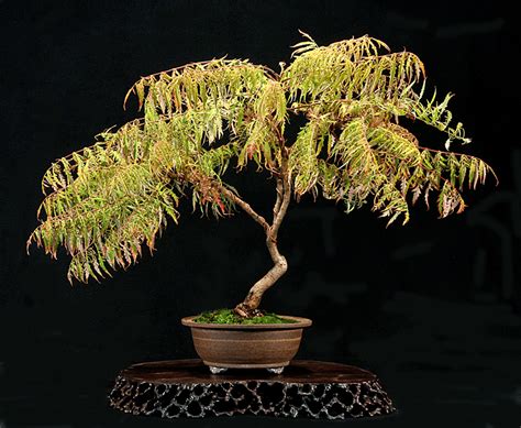 Sumac Bonsai Valavanis Bonsai Blog