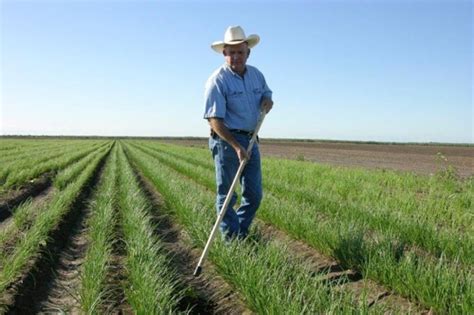 Harvesting Tips | Onion Patch