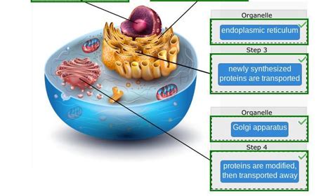 Endoplasmic Reticulum Location