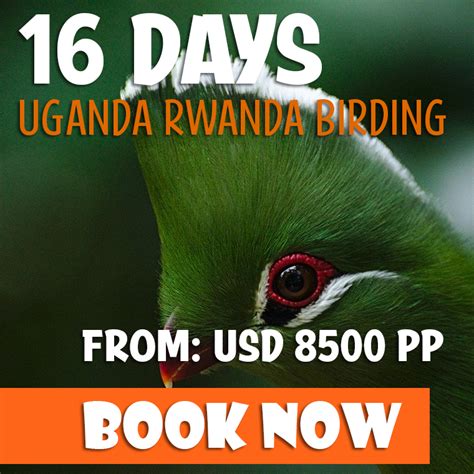 Epic Rwanda Birding Safaris Bird Watching Holidays African Gorilla