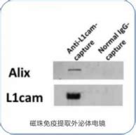 外泌体分离产品 华然腾创生物科技