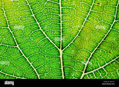 Microscopic Leaf Structure