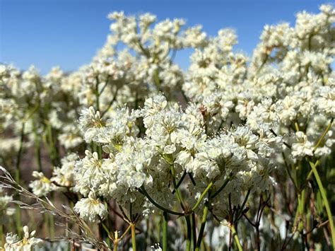 Wyeth Buckwheat — Tapteal Native Plants