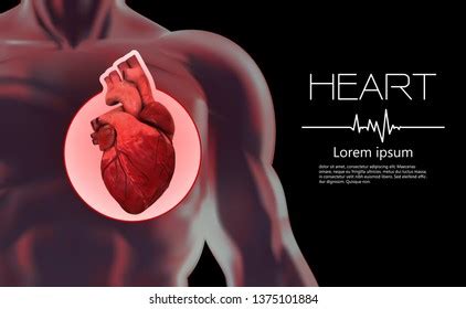 Anatomy Human Heart Location Heart Human Stock Vector (Royalty Free ...