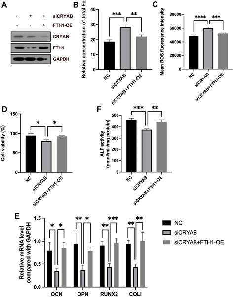 Cryab Suppresses Ferroptosis And Promotes Osteogenic Differentiation Of