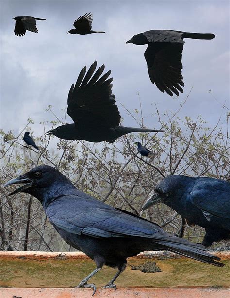 Tamaulipas Crow From The Crossley Id Guide Eastern Birds Corvus