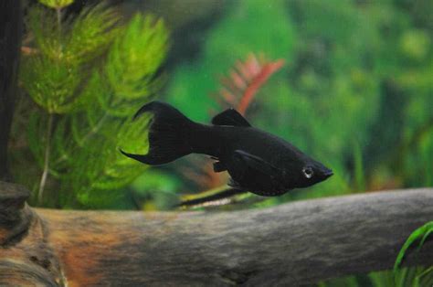 Everything You Need to Know about Black Molly Fish Size for Your ...