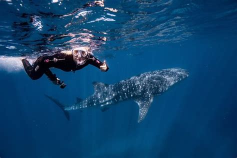 Fantastic Experience Review Of Ningaloo Whaleshark Swim Exmouth