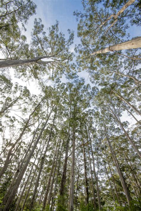 Giant Karri Gum Trees At Gloucester National Park Pemberton Western