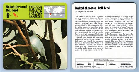 Naked Throated Bell Bird Birds 1970 S Rencontre Safari Wildlife Card