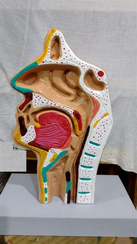 Maqueta Sistema Respiratorio Maqueta Cuerpo Humano Manualidades