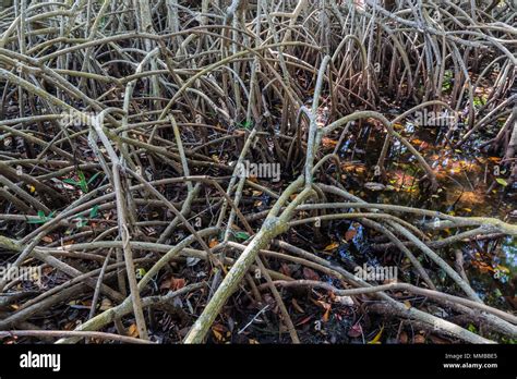 Red Mangrove Rhizophora Mangle Trees With A Tangle Of Prop Roots That