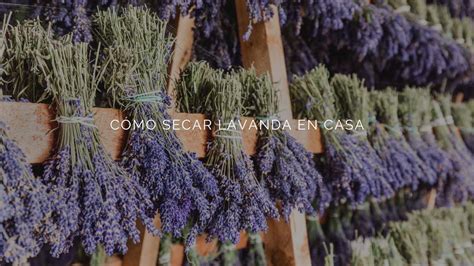 Cómo secar lavanda en casa paso a paso Aggregatte