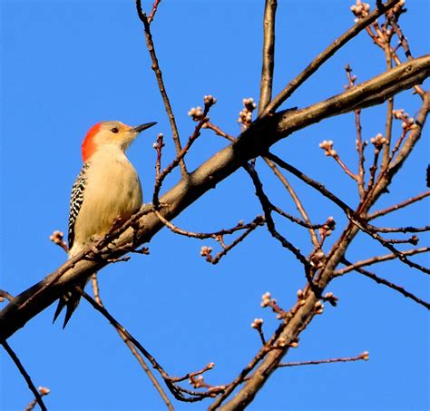 Red Bellied Woodpecker Rornithology