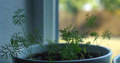 How to Grow Dill Indoors - Gardening Channel