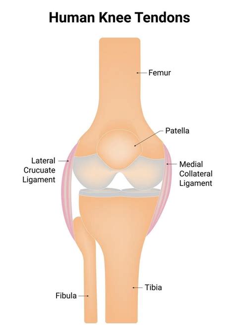 Human Knee Tendons Science Design Vector Illustration 39380552 Vector ...