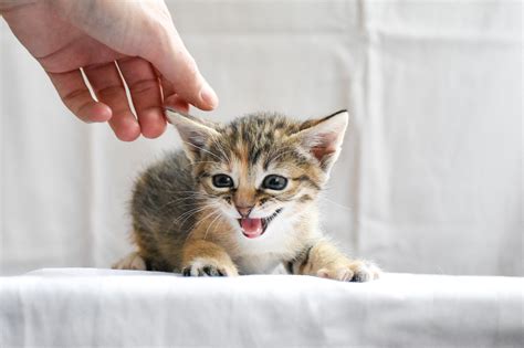 Comment Aider Un Chaton Aux Yeux Qui Coulent De La Poule L