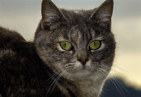 images photo macro black cat fauna close  nose whiskers